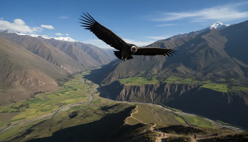 Illustration of andean: Relating to the Andes mountains in South America.