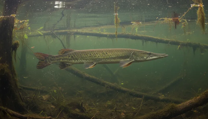 Illustration of gar: A type of fish with long bodies and sharp teeth.