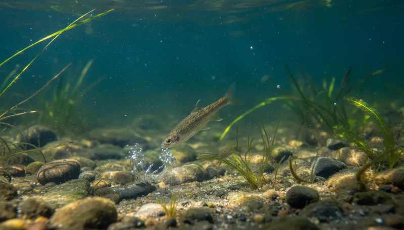 Illustration of minnow: A small freshwater fish often used as bait.