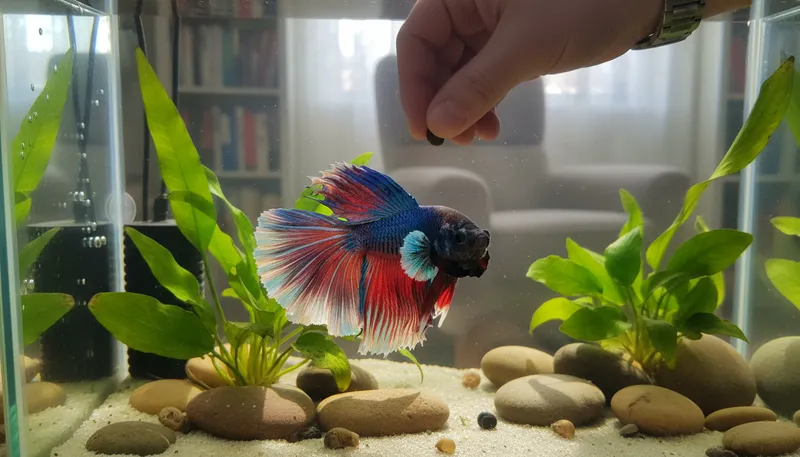 Illustration of betta: A colorful, aggressive freshwater fish.