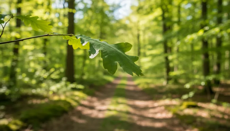 Illustration of blatt: the German word for leaf