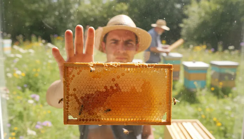 Illustration of none of your bee's wax: not your business or concern