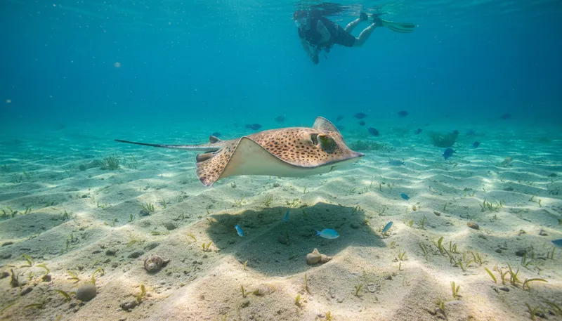 Illustration of stingray: a flat, cartilaginous fish with a long tail