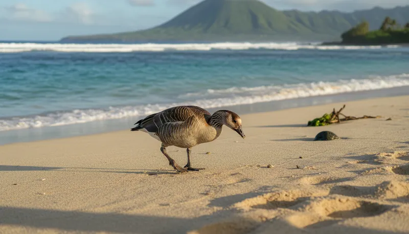 Illustration of naia: a Hawaiian goose native to the islands