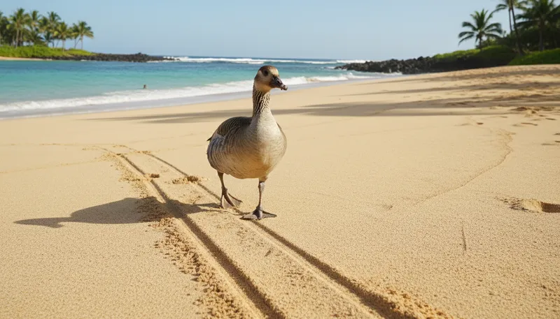 Illustration of nene: A type of Hawaiian goose.