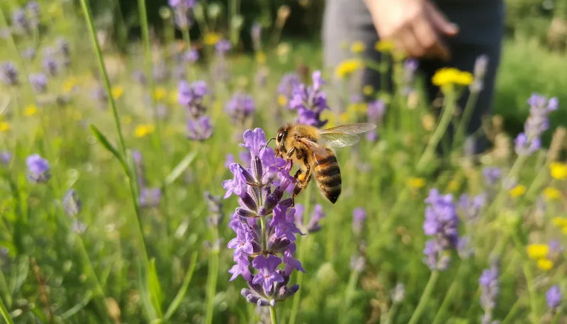 Illustration of honeybee: A bee known for producing honey.